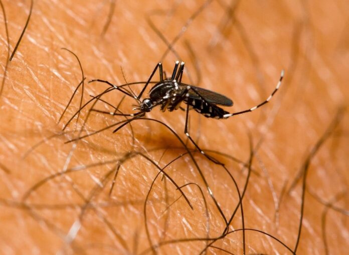 Casi se cuadruplican casos dengue en RD; 11 muertes