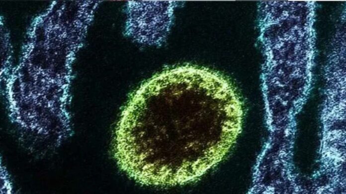 Virus Langya: Lo que los científicos saben hasta ahora
