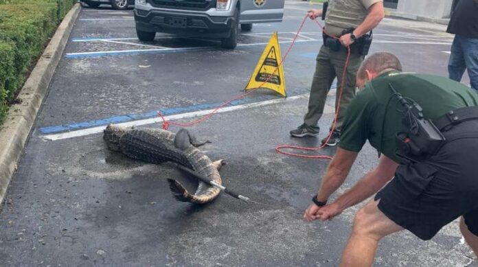 Atrapan a un caimán en un Wendy’s en Florida
