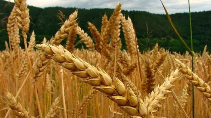 La UE y otros socios pondrán mil millones más para sacar cereal de Ucrania