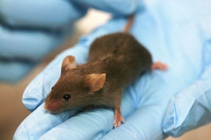 La obesidad previa en ratones puede originar cambios epigenéticos