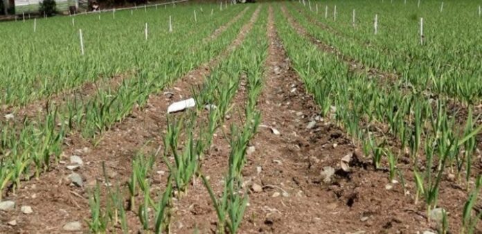 Inician siembra ajo en Constanza