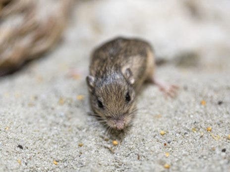 Pat, el diminuto ratón que ganó récord Guinness por ser el más longevo