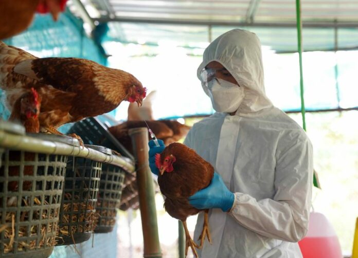 Uruguay detecta primer caso de gripe aviar en la historia del país