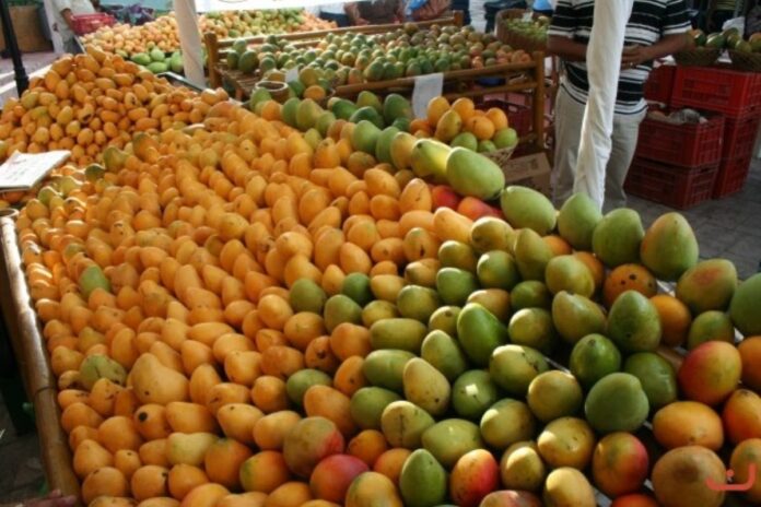Graduaron a productores de mango en Baní