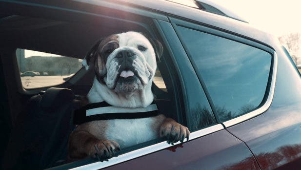Proyecto de ley busca que perros no saquen la cabeza en vehículos