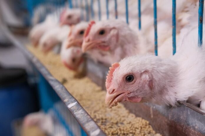 Sube alerta América Latina por avance gripe aviar