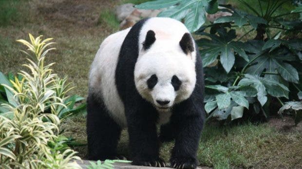 Xiang Xiang, la osa panda nacida en Japón que regresa a China para buscar novio  