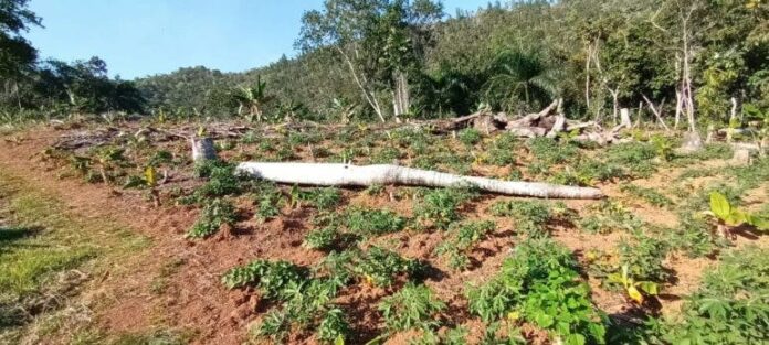 FUDEVA denuncia graves crímenes ecológicos en reservas forestales de Villa Altagracia