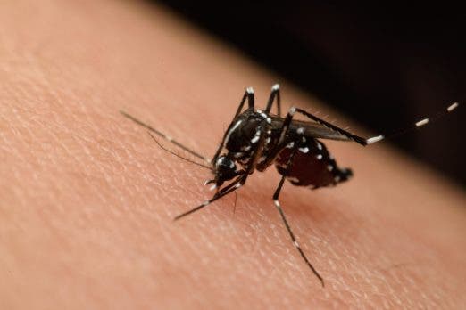 Salud Pública emite alerta ante propagación de chikungunya