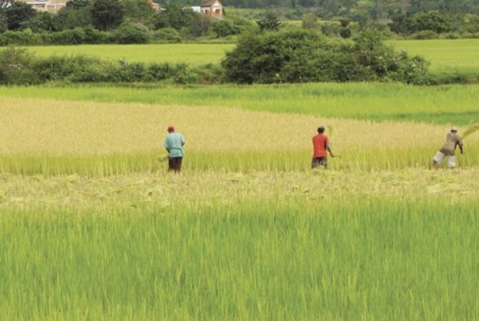 UAD saluda decisión buscar solución problema arroz