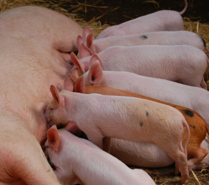 Gobierno dispone medidas sanitarias para evitar brotes de la fiebre porcina africana