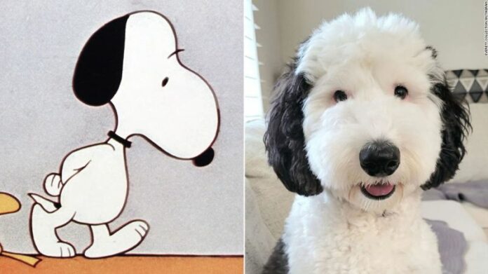 ¡Snoopy es real! Conoce a Bayley, la doble del perro de dibujos animados