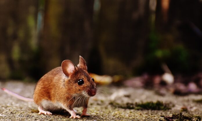 Un nuevo gel detiene en ratones el glioblastoma, un tumor cerebral letal