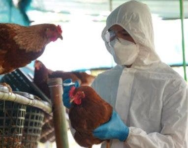 La gripe aviar es una amenaza a la industria avícola nacional.