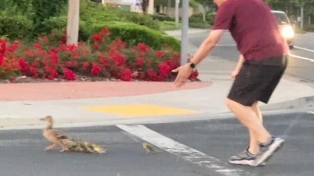 Hombre quiso ayudar a familia de patos a cruzar una calle y murió atropellado