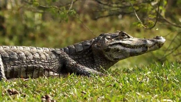 Amputan brazo a joven mordido por un caimán en estanque en Florida