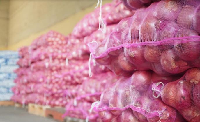 Pagan RD$80 millones a los productores de cebollas San Juan