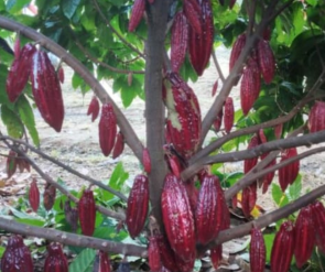 País en Consejo Organización Internacional del Cacao, dirige