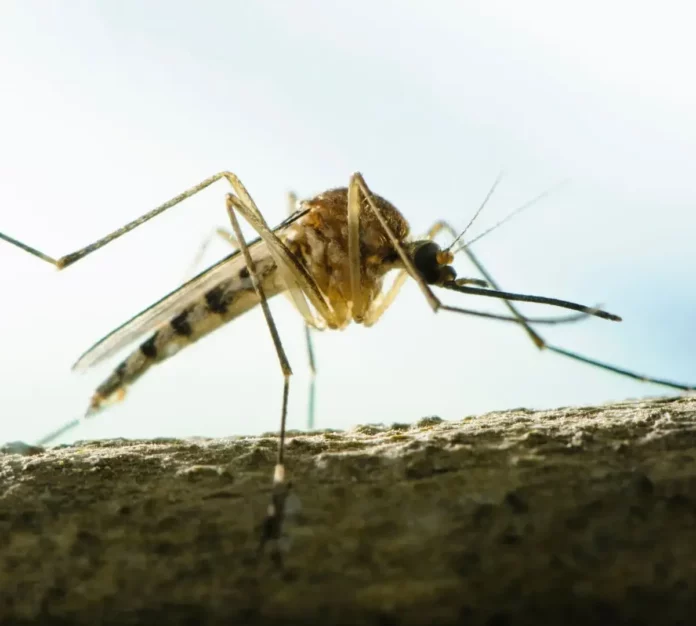 Emiten una alerta sanitaria tras confirmarse dos casos de malaria en Florida