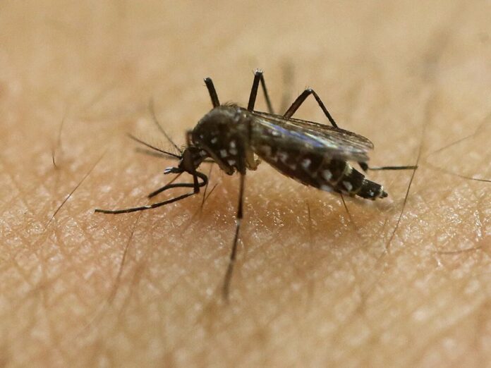 Detectan en Texas un caso de transmisión local de Malaria