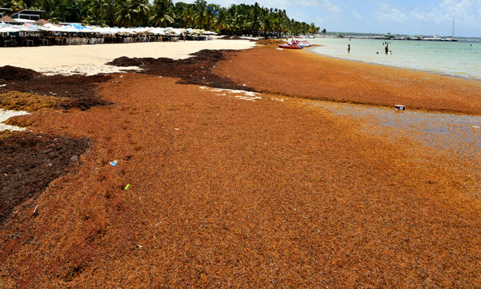 La peligrosa bacteria que porta el sargazo y el riesgo que representa para la salud