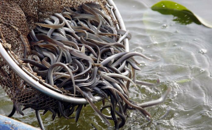RD inicia conversaciones con EE.UU y Canadá para combatir el tráfico ilícito de anguilas rostratas
