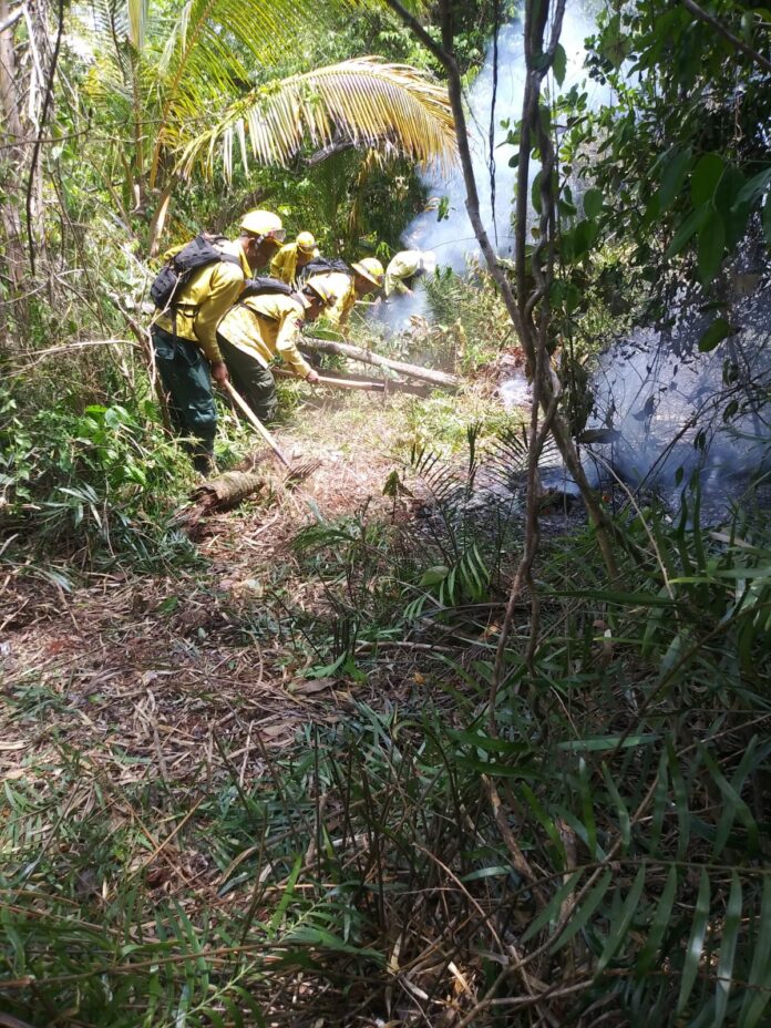 Unos 20 bomberos forestales fueron movilizados para sofocar incendio en Cabo Cabrón