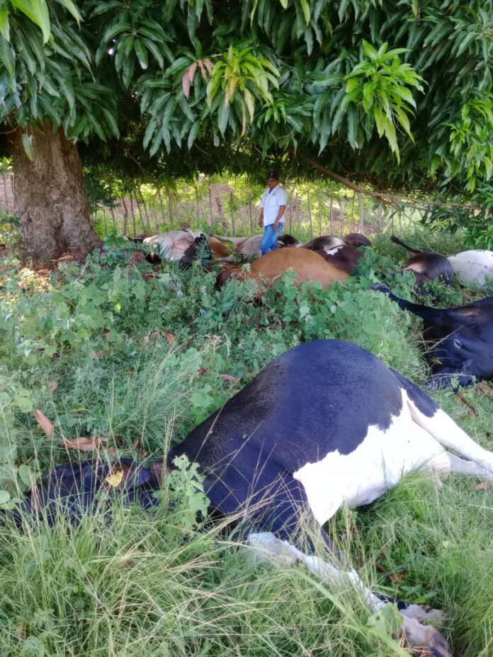Al menos 17 vacas muertas tras caer rayo en Dajabón