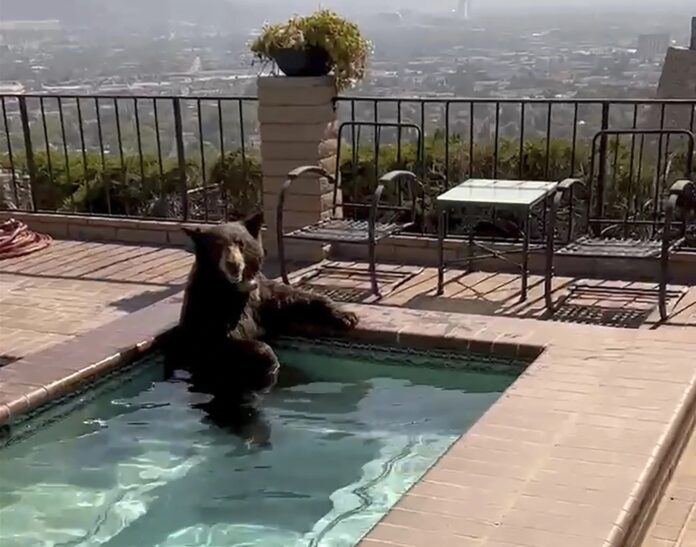 En plena ola de calor, un oso se baña en el jacuzzi de una casa en California