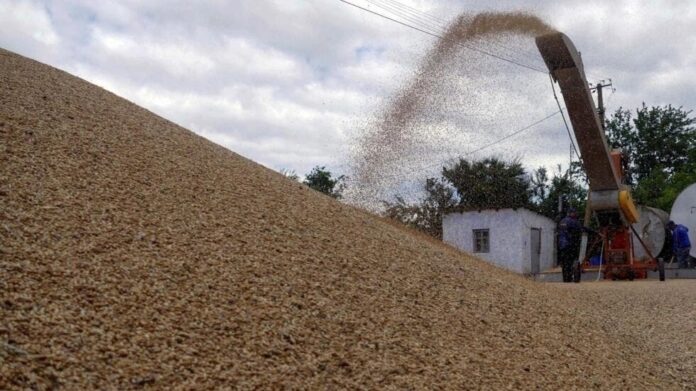 Fin de exportación de cereales: ¿Qué impacto tendrá en Latinoamérica?￼