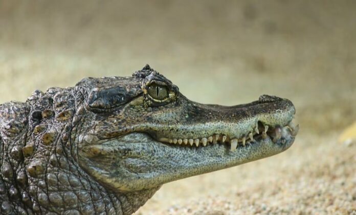 Muere mujer tras ataque de un caimán en Carolina del Sur