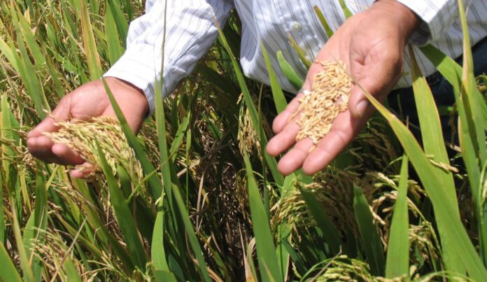 RD espera llegar a un acuerdo con EU sobre arancel arroz