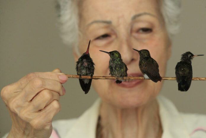 Un “hospital” de colibríes da vida a estas aves heridas y huérfanas en Ciudad de México