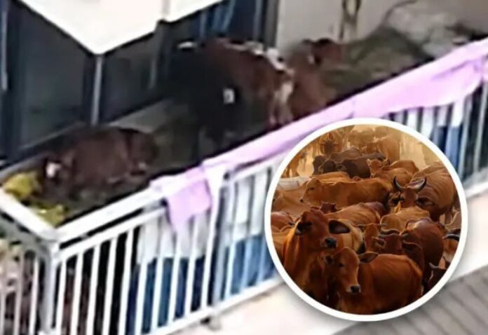 Viral: Campesino criaba vacas en su terraza tras mudarse a la ciudad