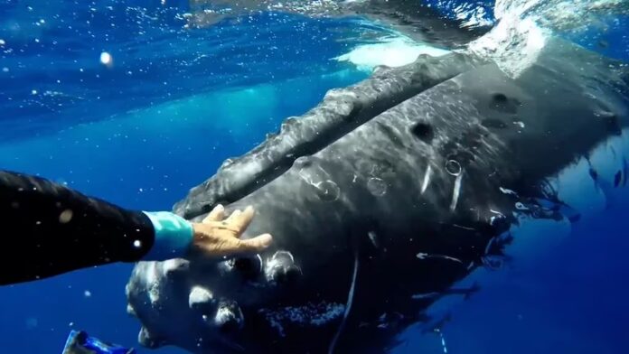 ¡Increíble! Momento en que ballena salva a una bióloga marina de ser atacada por un tiburón