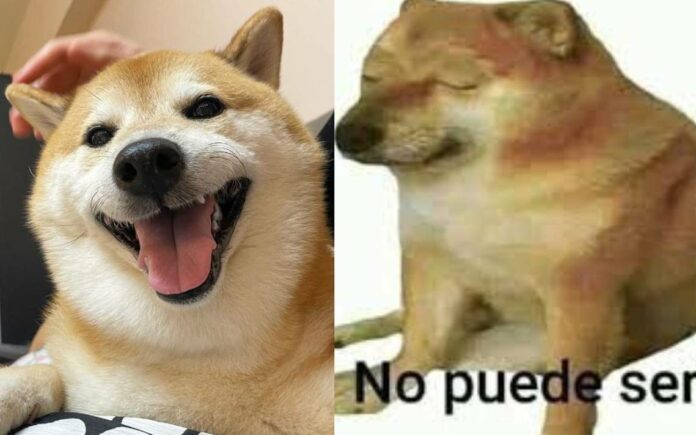 Murió ‘Cheems’, el perro meme más famoso del mundo