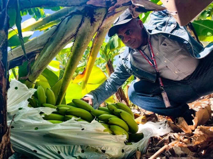 Inespre inicia compra de bananos a productores afectados por Franklin