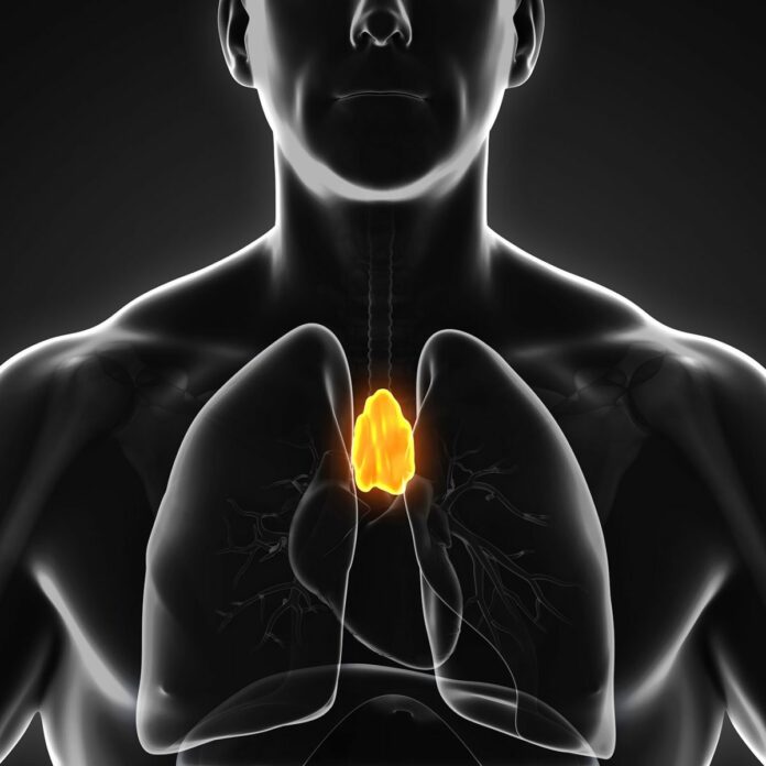 Identifican células madre en el timo, una posible vía para reforzar el sistema inmunitario