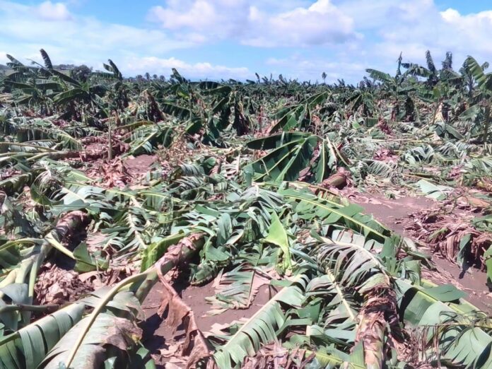 Ministro de Agricultura visita plantaciones de plátano afectadas por tormenta Franklin en La Vega
