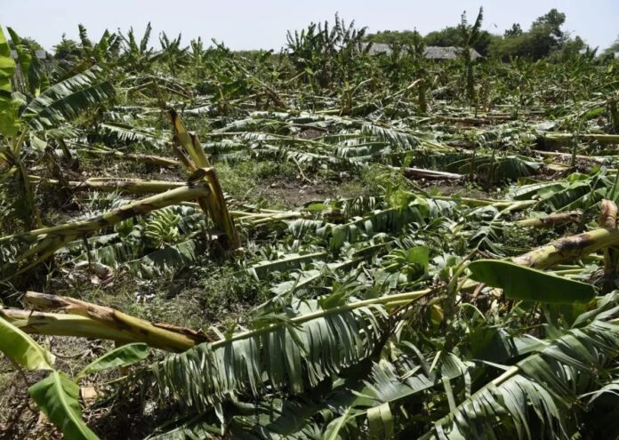 Tormenta Franklin provoca daños en la agricultura en Azua y otras provincias