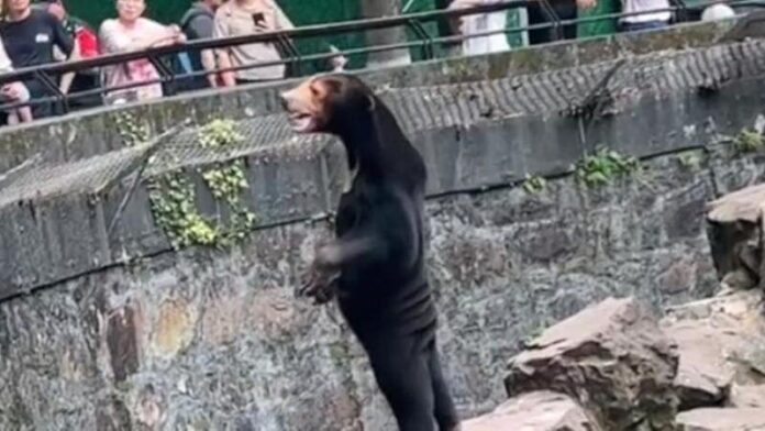  Zoológico que alberga oso de aspecto humano recibe 33% más de turistas desde vídeo viral      