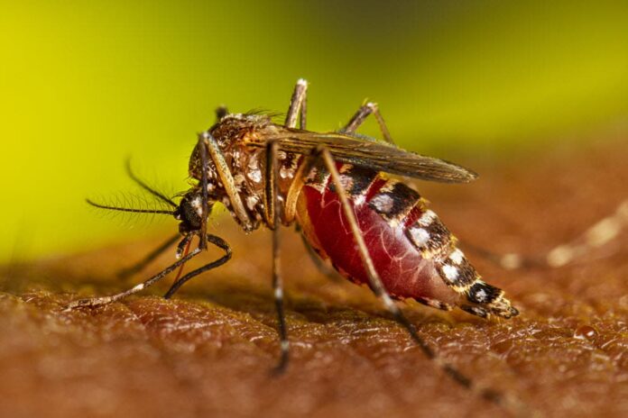 Esperan que incidencia del dengue en RD baje en cuatro semanas