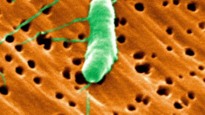 Alerta de los CDC por un aumento de las infecciones por bacterias carnívoras en EEUU