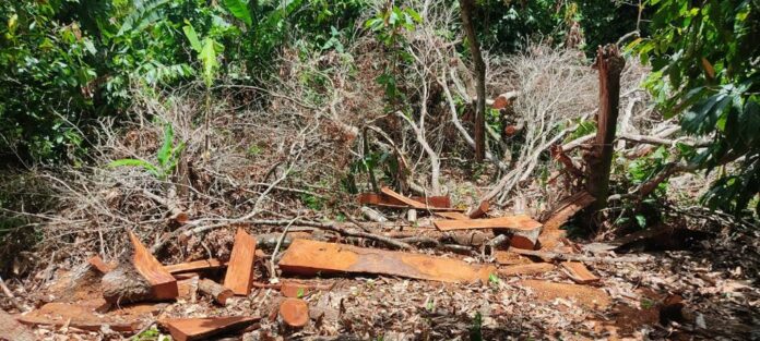Envían a prisión a acusado de cortar más de 300 troncos de árboles de guaconejo
