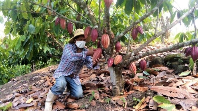 Líderes del cacao impulsan producción sostenible y rentable en Latinoamérica