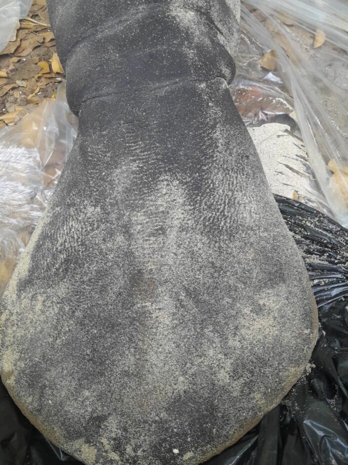 Medio Ambiente investiga circunstancias en que murió un bebé manatí  en playa de Puerto Plata