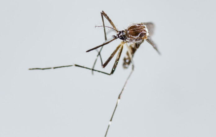 Sintomatología del dengue puede confundirse con otros virus o con hepatitis, inflamación y apendicitis