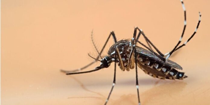 ¿Qué es el dengue y cómo afecta a los niños?; medidas preventivas para su eliminación