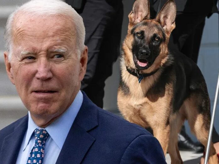 El perro de Biden lo vuelve a hacer; es sacado de la Casa Blanca con posibilidad de no volver